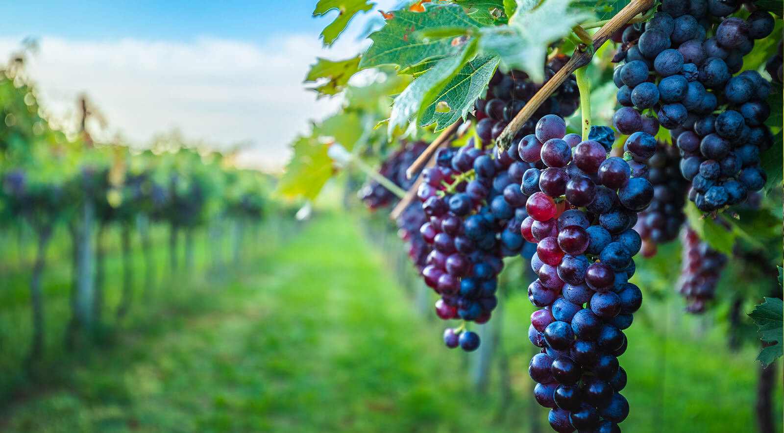Nutraceuticals grapes