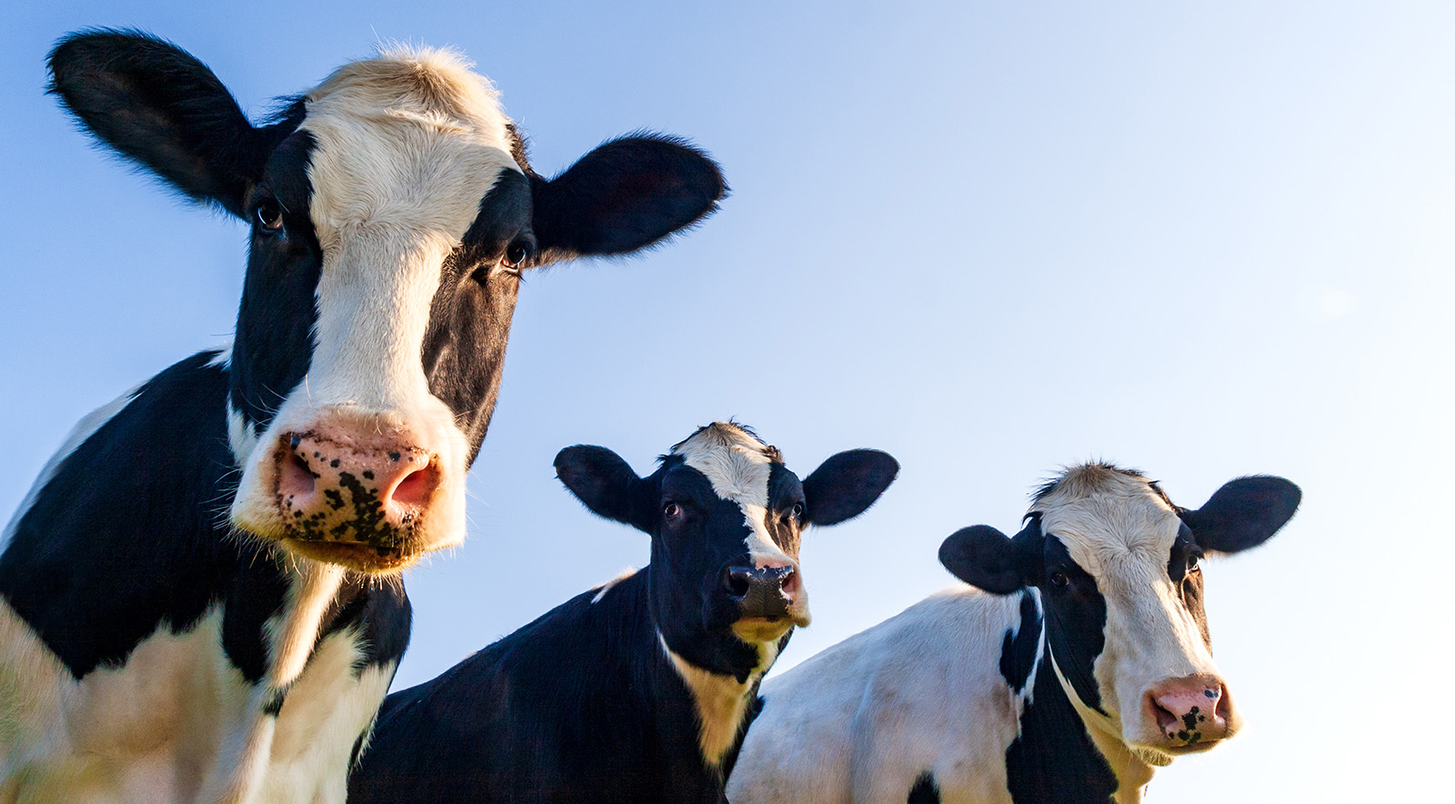 Dairy Cows