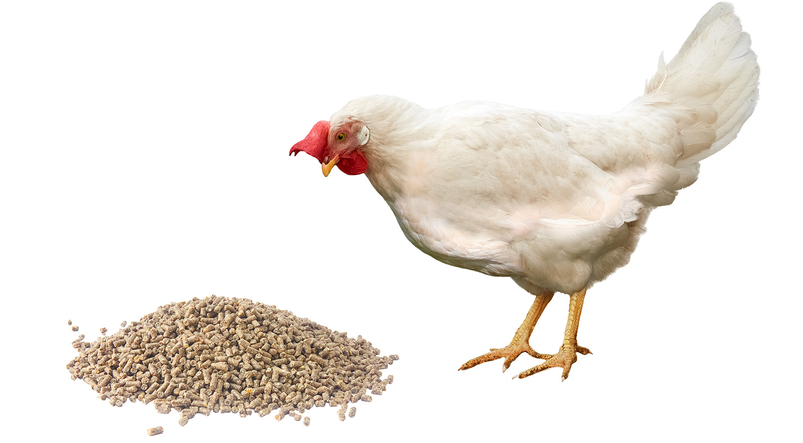 chemicals in petfood
